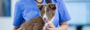 Medical Waste in Veterinary Practice